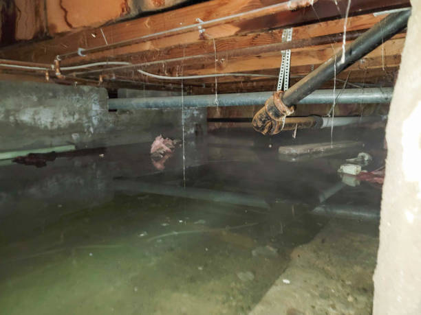 Best Flood damage cleanup  in Citrus, CA