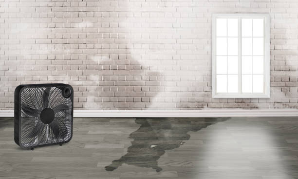 Best Professional water damage repair  in Citrus, CA